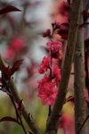 19032018_Sony A7II_Hong Kong Flower Show 2018_Peach00007