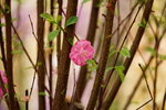 19032018_Sony A7II_Hong Kong Flower Show 2018_Peach00008