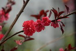19032018_Sony A7II_Hong Kong Flower Show 2018_Peach00009
