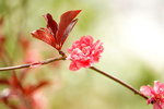 19032018_Sony A7II_Hong Kong Flower Show 2018_Peach00010