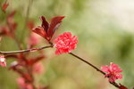 19032018_Sony A7II_Hong Kong Flower Show 2018_Peach00011