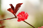 19032018_Sony A7II_Hong Kong Flower Show 2018_Peach00012