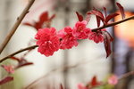 19032018_Sony A7II_Hong Kong Flower Show 2018_Peach00013