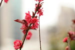 19032018_Sony A7II_Hong Kong Flower Show 2018_Peach00014