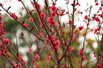 19032018_Sony A7II_Hong Kong Flower Show 2018_Peach00016