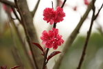 19032018_Sony A7II_Hong Kong Flower Show 2018_Peach00017