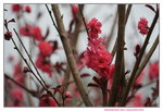 19032018_Sony A7II_Hong Kong Flower Show 2018_Peach00020