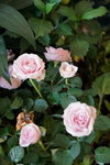 19032018_Sony A7II_Hong Kong Flower Show 2018_Roses00001