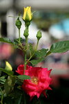 19032018_Sony A7II_Hong Kong Flower Show 2018_Roses00002