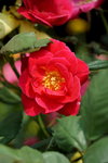 19032018_Sony A7II_Hong Kong Flower Show 2018_Roses00003