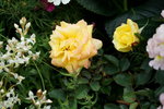 19032018_Sony A7II_Hong Kong Flower Show 2018_Roses00008