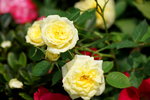 19032018_Sony A7II_Hong Kong Flower Show 2018_Roses00009