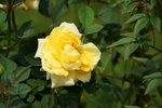 19032018_Sony A7II_Hong Kong Flower Show 2018_Roses00010