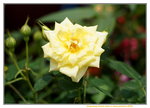 19032018_Sony A7II_Hong Kong Flower Show 2018_Roses00011