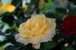 19032018_Sony A7II_Hong Kong Flower Show 2018_Roses00012