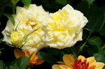 19032018_Sony A7II_Hong Kong Flower Show 2018_Roses00013