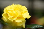 19032018_Sony A7II_Hong Kong Flower Show 2018_Roses00014