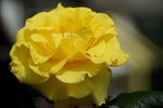 19032018_Sony A7II_Hong Kong Flower Show 2018_Roses00015