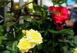 19032018_Sony A7II_Hong Kong Flower Show 2018_Roses00016
