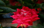 19032018_Sony A7II_Hong Kong Flower Show 2018_Roses00018