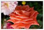 19032018_Sony A7II_Hong Kong Flower Show 2018_Roses00020