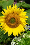 19032018_Sony A7II_Hong Konh Flower Show 2018_Sunflower00002
