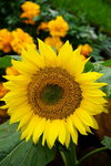 19032018_Sony A7II_Hong Konh Flower Show 2018_Sunflower00003