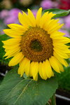 19032018_Sony A7II_Hong Konh Flower Show 2018_Sunflower00004