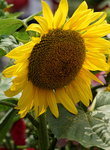 19032018_Sony A7II_Hong Konh Flower Show 2018_Sunflower00005