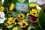 19032018_Sony A7II_Hong Konh Flower Show 2018_Sunflower00006