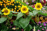 19032018_Sony A7II_Hong Konh Flower Show 2018_Sunflower00007
