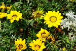 19032018_Sony A7II_Hong Konh Flower Show 2018_Sunflower00008
