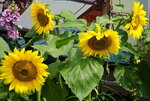 19032018_Sony A7II_Hong Konh Flower Show 2018_Sunflower00009