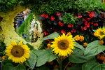 19032018_Sony A7II_Hong Konh Flower Show 2018_Sunflower00010