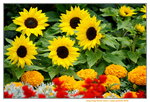 19032018_Sony A7II_Hong Konh Flower Show 2018_Sunflower00011
