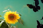 19032018_Sony A7II_Hong Konh Flower Show 2018_Sunflower00012