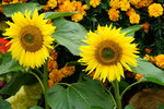 19032018_Sony A7II_Hong Konh Flower Show 2018_Sunflower00013