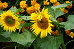 19032018_Sony A7II_Hong Konh Flower Show 2018_Sunflower00014