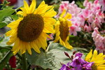 19032018_Sony A7II_Hong Konh Flower Show 2018_Sunflower00015