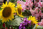 19032018_Sony A7II_Hong Konh Flower Show 2018_Sunflower00016