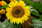 19032018_Sony A7II_Hong Konh Flower Show 2018_Sunflower00017