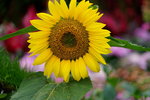 19032018_Sony A7II_Hong Konh Flower Show 2018_Sunflower00018