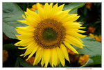 19032018_Sony A7II_Hong Konh Flower Show 2018_Sunflower00019
