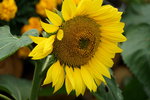 19032018_Sony A7II_Hong Konh Flower Show 2018_Sunflower00020