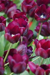 19032018_Sony A7II_Hong Konh Flower Show 2018_Tulip00001