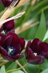 19032018_Sony A7II_Hong Konh Flower Show 2018_Tulip00002