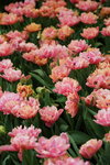 19032018_Sony A7II_Hong Konh Flower Show 2018_Tulip00004