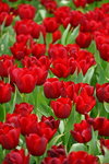 19032018_Sony A7II_Hong Konh Flower Show 2018_Tulip00007