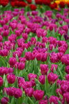 19032018_Sony A7II_Hong Konh Flower Show 2018_Tulip00008