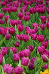 19032018_Sony A7II_Hong Konh Flower Show 2018_Tulip00009